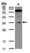 Malectin antibody, orb74219, Biorbyt, Western Blot image 