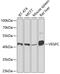 Vascular Endothelial Growth Factor C antibody, 18-707, ProSci, Western Blot image 