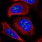 Dmx Like 1 antibody, HPA036431, Atlas Antibodies, Immunofluorescence image 