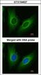 DD3 antibody, GTX104627, GeneTex, Immunofluorescence image 