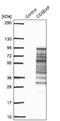 ASE-1 antibody, NBP1-90084, Novus Biologicals, Western Blot image 