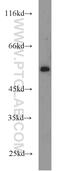 PBX1 antibody, 18204-1-AP, Proteintech Group, Western Blot image 