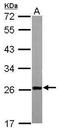 Transgelin antibody, PA5-29767, Invitrogen Antibodies, Western Blot image 