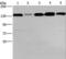 Centrosomal protein of 97 kDa antibody, LS-C404812, Lifespan Biosciences, Western Blot image 