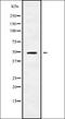 RGM domain family member B antibody, orb336347, Biorbyt, Western Blot image 