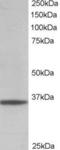 GAPDH antibody, TA302944, Origene, Western Blot image 