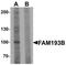 Family With Sequence Similarity 193 Member B antibody, NBP2-81932, Novus Biologicals, Western Blot image 