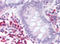 Mechanistic Target Of Rapamycin Kinase antibody, AP07300PU-N, Origene, Immunohistochemistry frozen image 