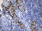 F-box only protein 6 antibody, LS-C792444, Lifespan Biosciences, Immunohistochemistry paraffin image 