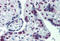 Cullin 9 antibody, MBS245581, MyBioSource, Immunohistochemistry frozen image 