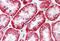 ATPase WRNIP1 antibody, MBS240498, MyBioSource, Immunohistochemistry frozen image 