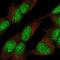Zinc Finger Protein 280C antibody, NBP2-33618, Novus Biologicals, Immunofluorescence image 
