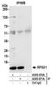 Ribosomal Protein S21 antibody, A305-070A, Bethyl Labs, Immunoprecipitation image 