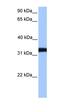 GRB2 Related Adaptor Protein antibody, orb330671, Biorbyt, Western Blot image 