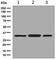 Ribosomal Protein S3 antibody, ab128995, Abcam, Western Blot image 
