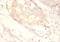 Small Nuclear Ribonucleoprotein Polypeptide G antibody, A53897-100, Epigentek, Immunohistochemistry paraffin image 