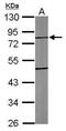 Tubulin Tyrosine Ligase Like 10 antibody, PA5-31631, Invitrogen Antibodies, Western Blot image 