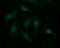 Synaptotagmin 4 antibody, M10762, Boster Biological Technology, Immunofluorescence image 