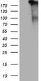 Janus Kinase 2 antibody, TA806792, Origene, Western Blot image 