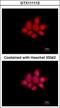 NCK Adaptor Protein 1 antibody, GTX111112, GeneTex, Immunofluorescence image 