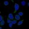 Neutrophil cytosol factor 4 antibody, HPA057975, Atlas Antibodies, Immunocytochemistry image 