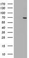 Sentrin-specific protease 2 antibody, TA800124, Origene, Western Blot image 