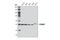STAM-binding protein antibody, 5245T, Cell Signaling Technology, Western Blot image 