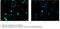 CD269 antibody, CSB-MA023974A1m, Cusabio, Immunofluorescence image 