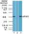 Eukaryotic Translation Initiation Factor 4A1 antibody, NBP2-24632, Novus Biologicals, Western Blot image 