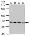 Nuclear pore glycoprotein p62 antibody, GTX629763, GeneTex, Western Blot image 