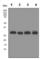 Calbindin 1 antibody, ab108404, Abcam, Western Blot image 