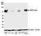 Signal Regulatory Protein Alpha antibody, A700-049, Bethyl Labs, Western Blot image 