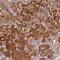 Spermatogenesis Associated 45 antibody, NBP2-14395, Novus Biologicals, Immunohistochemistry frozen image 