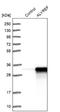 Aly/REF Export Factor antibody, NBP1-90179, Novus Biologicals, Western Blot image 