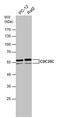 Cell Division Cycle 25C antibody, PA5-77904, Invitrogen Antibodies, Western Blot image 