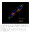 Syntaxin-6 antibody, 10841-1-AP, Proteintech Group, Immunofluorescence image 