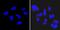 SSEA3 antibody, MA1-020-D650, Invitrogen Antibodies, Immunofluorescence image 