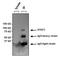 Signal Transducer And Activator Of Transcription 1 antibody, MA1-037, Invitrogen Antibodies, Immunoprecipitation image 