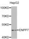 Ectonucleotide Pyrophosphatase/Phosphodiesterase 7 antibody, abx002136, Abbexa, Western Blot image 
