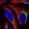 Mitochondrial Ribosomal Protein S28 antibody, NBP1-81685, Novus Biologicals, Immunofluorescence image 