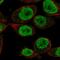 Kelch Like Family Member 18 antibody, HPA035028, Atlas Antibodies, Immunofluorescence image 