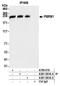 Polybromo 1 antibody, A301-591A, Bethyl Labs, Immunoprecipitation image 