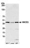 5-Hydroxymethylcytosine Binding, ES Cell Specific antibody, A305-867A-M, Bethyl Labs, Western Blot image 