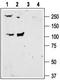 Pyrimidinergic Receptor P2Y6 antibody, TA329000, Origene, Western Blot image 