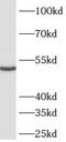 Autophagy Related 4C Cysteine Peptidase antibody, FNab00675, FineTest, Western Blot image 