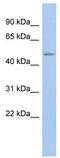 DExD-Box Helicase 39B antibody, TA341569, Origene, Western Blot image 