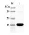 A-FABP antibody, ALX-210-442-C100, Enzo Life Sciences, Western Blot image 