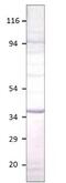 Aquaporin-12 antibody, GTX47925, GeneTex, Western Blot image 