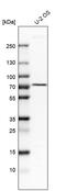 Alkylglycerone Phosphate Synthase antibody, PA5-56400, Invitrogen Antibodies, Western Blot image 