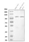Nucleotide Binding Oligomerization Domain Containing 1 antibody, A00495-1, Boster Biological Technology, Western Blot image 